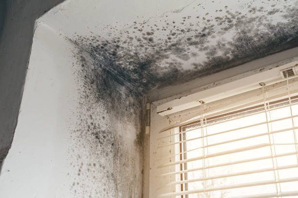 Affordable Mold Cleanup solutions in Willingboro, NJ